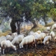 Pecore al pascolo - Toscana